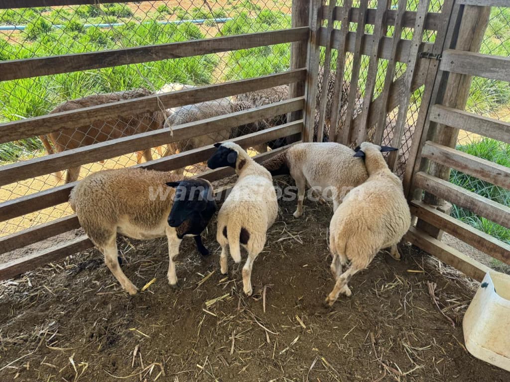 EN VENTA FINCA AGROINDUSTRIAL COSTA RICA 3