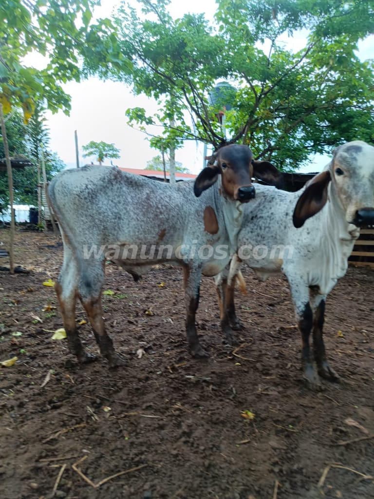 EN VENTA FINCA AGROINDUSTRIAL COSTA RICA 4