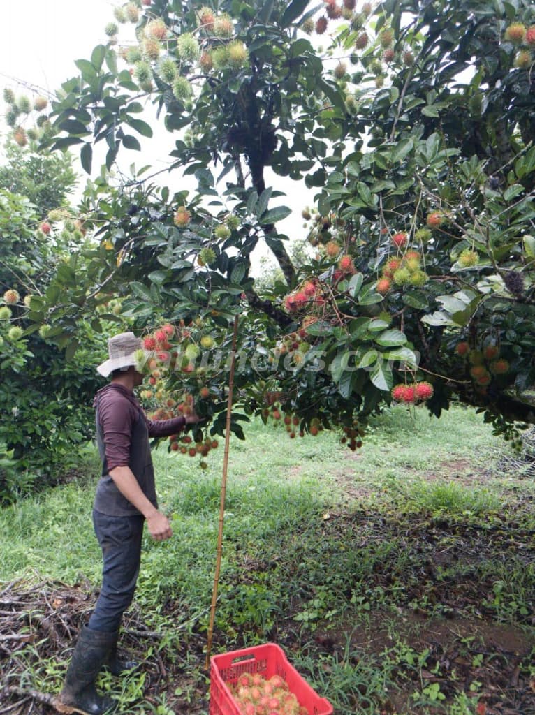 EN VENTA FINCA AGROINDUSTRIAL COSTA RICA 5