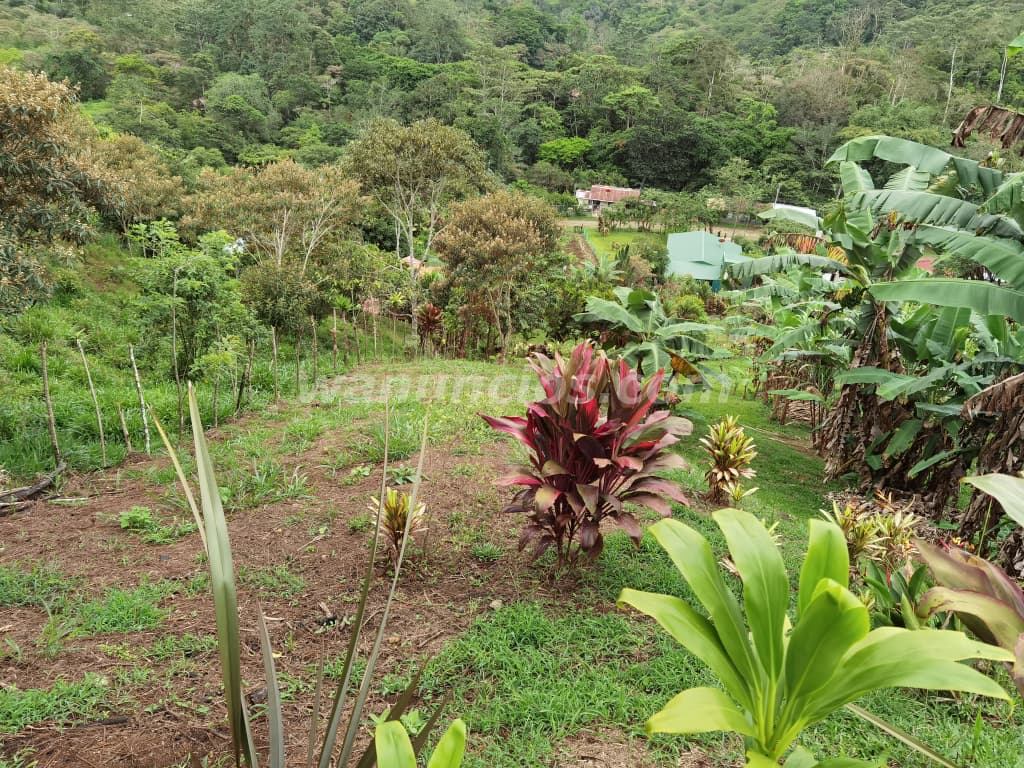 14.000.000 Colones - Terreno con 2 terrazas, muy lindo precio negociable urge vender (Dulce nombre) 3