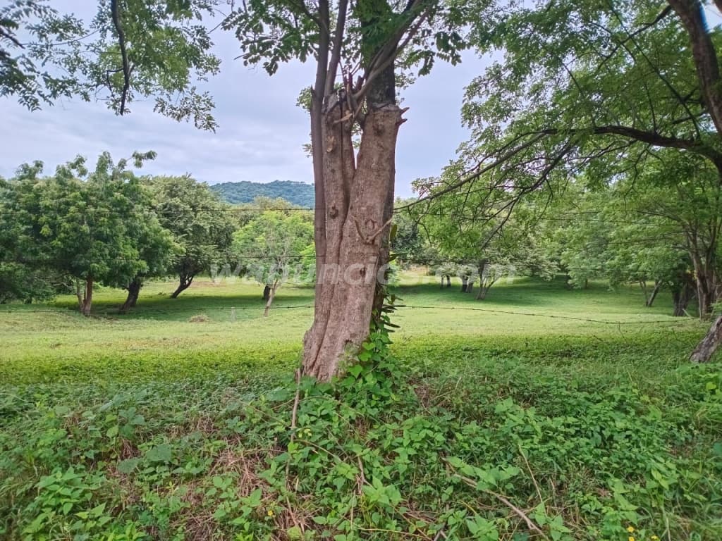 194.000 US$ - Se vende terreno en el jobo de La Cruz GTE (La Cruz) 5