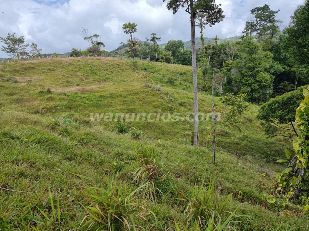 581.000 US$ - Se vende finca 166 hectareas full ganadera 2