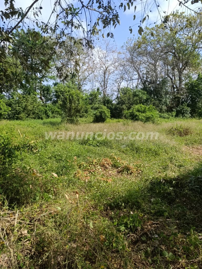789.309 US$ - se vende fina de 22 hectareas por la via panamericana hacia chepo 4