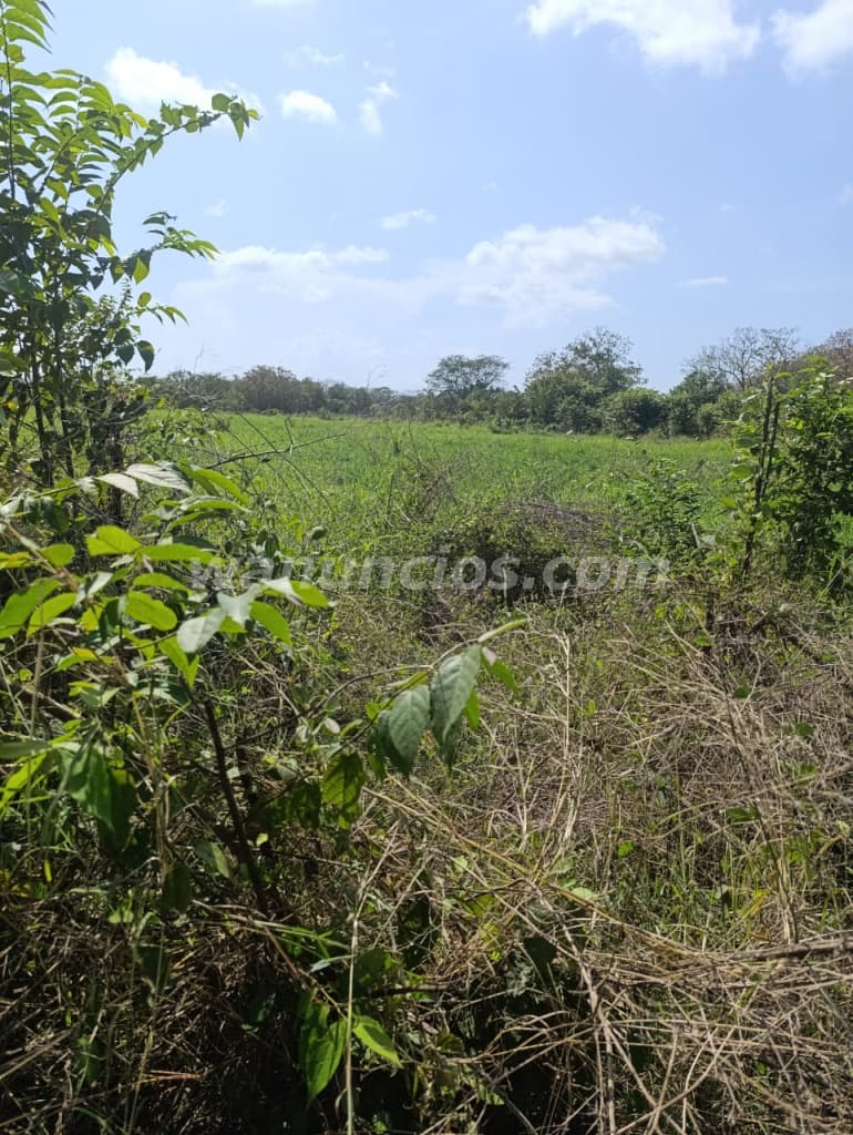 789.309 US$ - se vende fina de 22 hectareas por la via panamericana hacia chepo 5