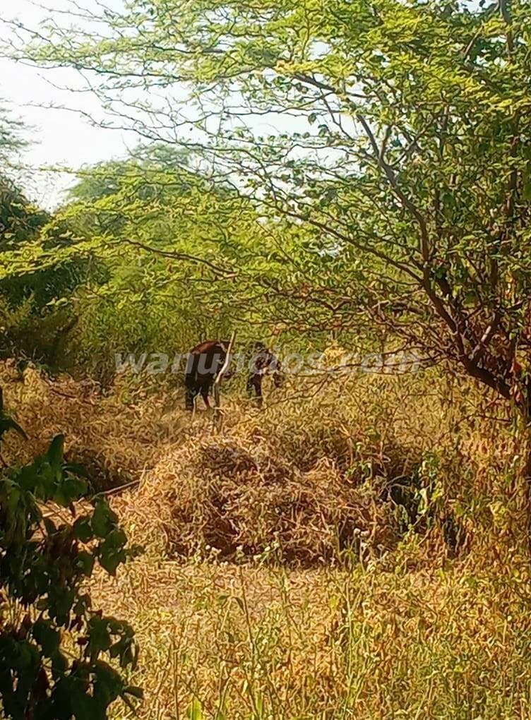 35.000 Soles - UNIQUE INVESTMENT OPPORTUNITY IN LAYNAS - PIURA! (Piura)