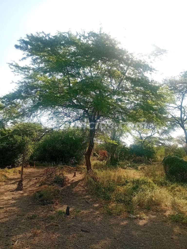35.000 Soles - UNIQUE INVESTMENT OPPORTUNITY IN LAYNAS - PIURA! (Piura) 4