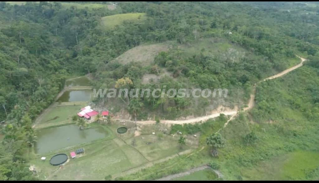 250.000 US$ - Oportunidad de inversion Peru -Tarapoto-Sauce (Sauce Tarapoto Perú)