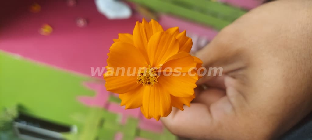 Tengo 24 busco pareja que acepte trio nomarmal (San pedro sula)