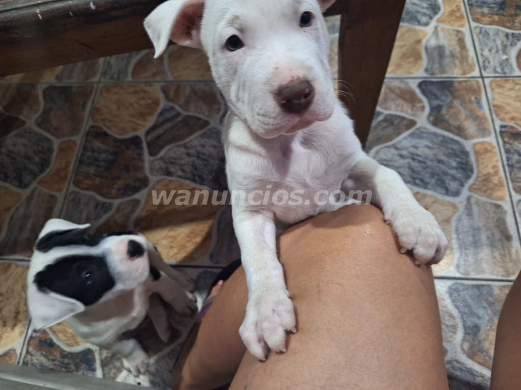 Preciosos cachorros...hembra blanca y varon (Central)