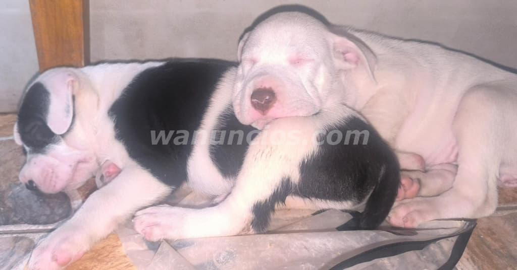 Preciosos cachorros...hembra blanca y varon (Central) 2