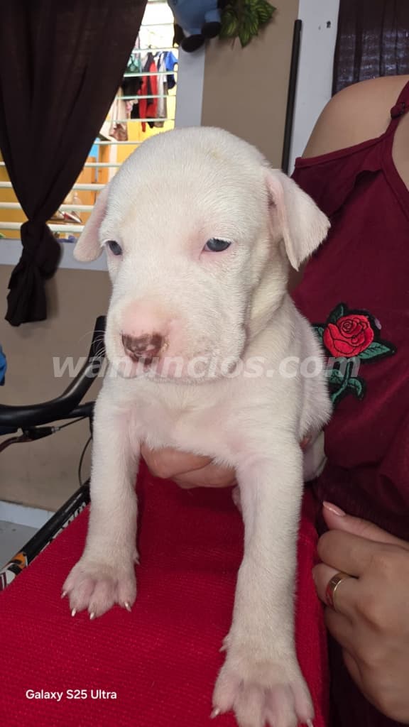 Preciosos cachorros...hembra blanca y varon (Central) 3