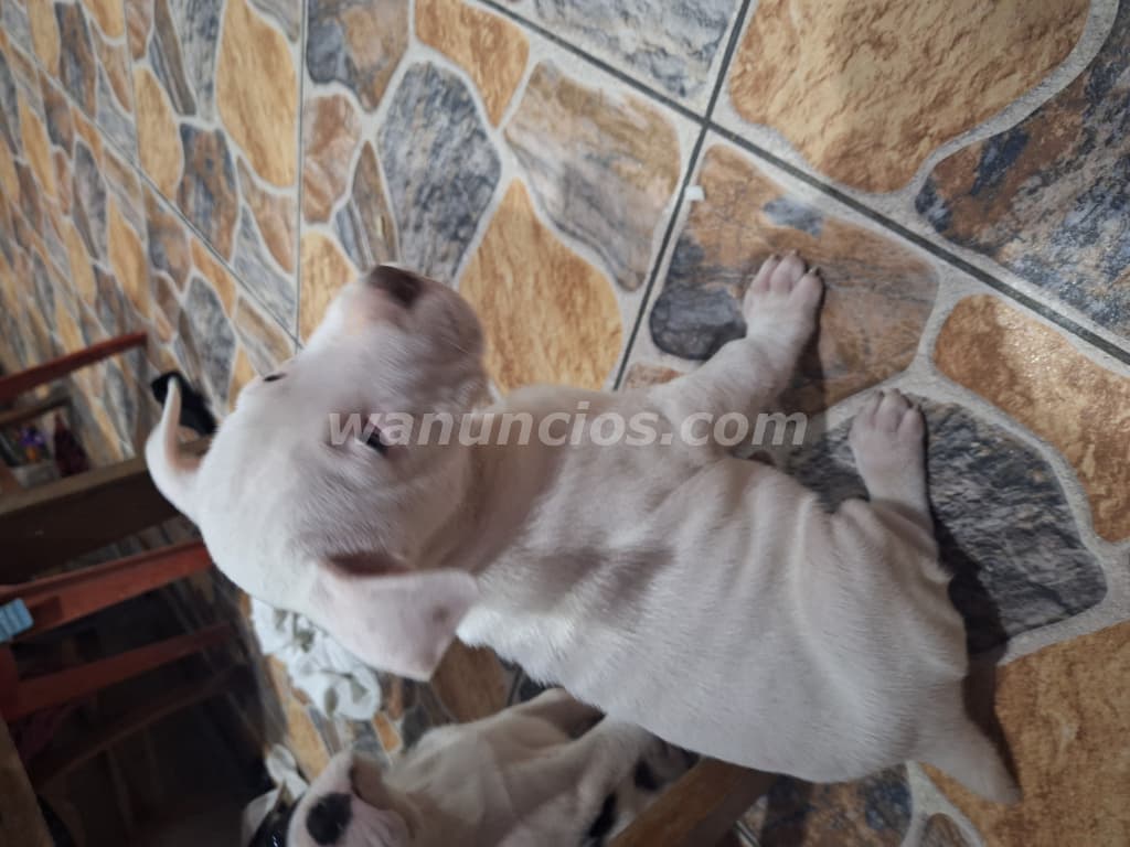 Preciosos cachorros...hembra blanca y varon (Central) 5
