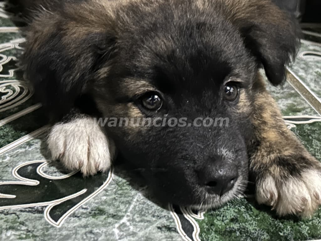 Vendo perrita French maltés, tiene 2 meses (Santa Ana centro)