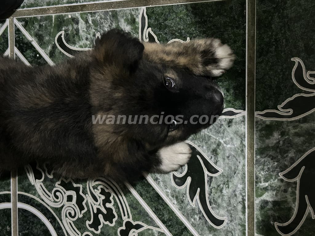 Vendo perrita French maltés, tiene 2 meses (Santa Ana centro) 2