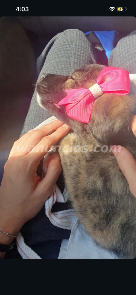 Vendo perrita French maltés, tiene 2 meses (Santa Ana centro) 3