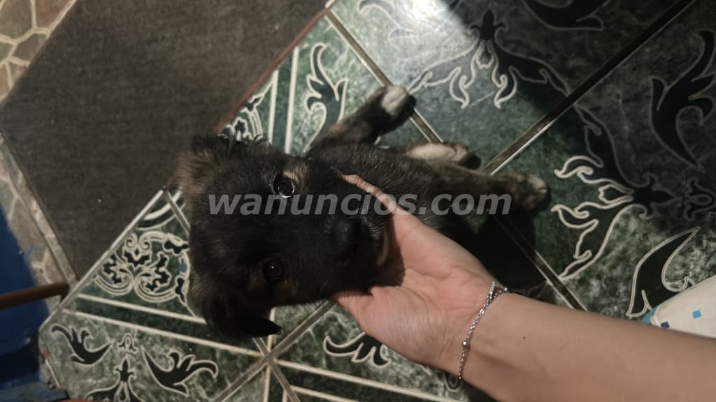 Vendo perrita French maltés, tiene 2 meses (Santa Ana centro) 4