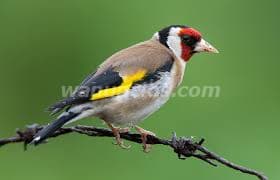 BUSCO PAJAROS SILVESTRES JILGUER,PARDILLOS.. (GERONA)