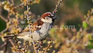 BUSCO PAJAROS SILVESTRES JILGUER,PARDILLOS.. (GERONA) 2