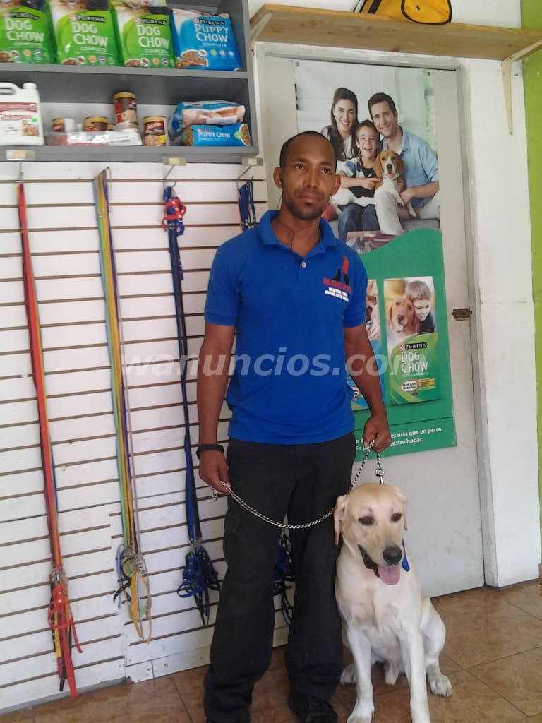 Entrenamiento obediencia y asesoría canina (Santo Domingo dn)