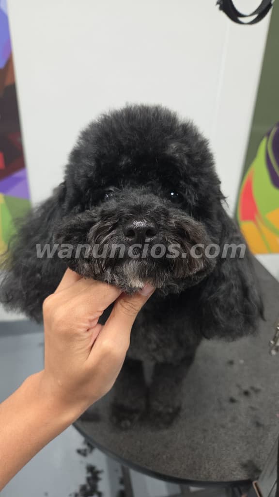 Pet grooming gratis con mucho amor y respeto (San juan)