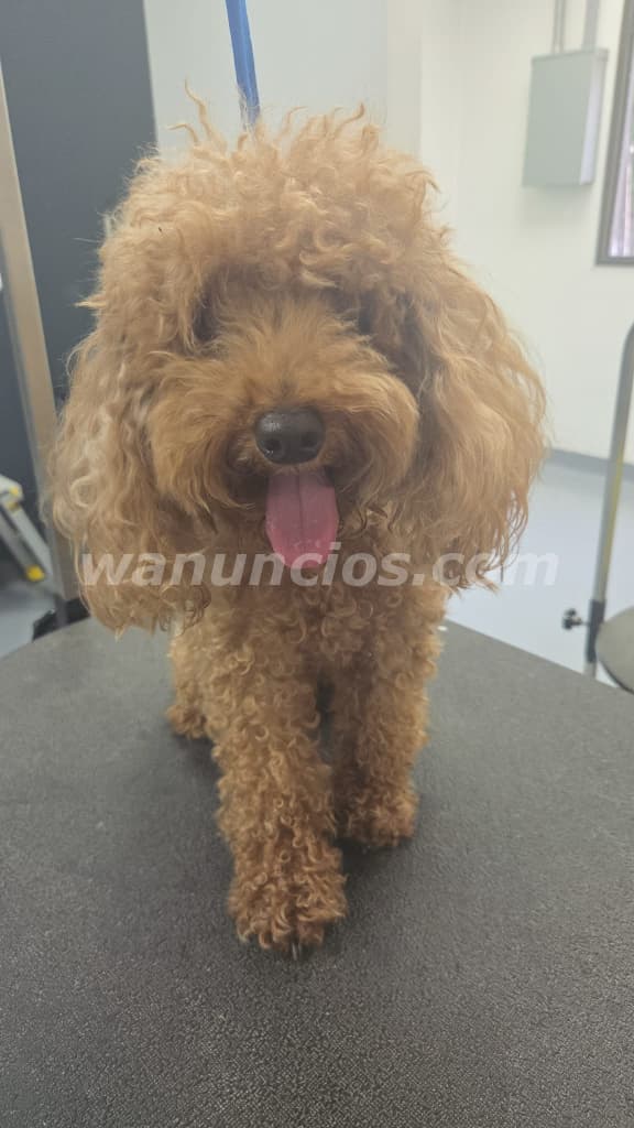 Pet grooming gratis con mucho amor y respeto (San juan) 4