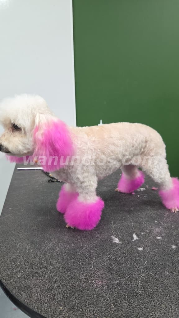 Pet grooming gratis con mucho amor y respeto (San juan) 5