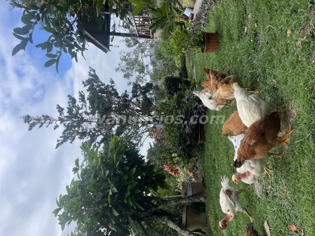 Busco hombre fuerte nica para trabajo en Panama (Panama)