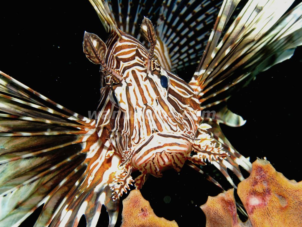 Buceo Inolvidable Aventura Única Fotos y más