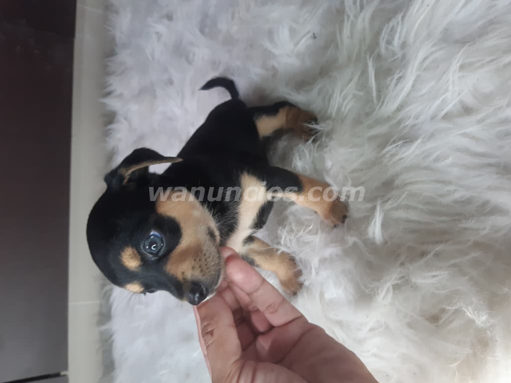 260 US$ - Chihuahuas toy Hembrita y macho entrega inmediata (Panama) 2
