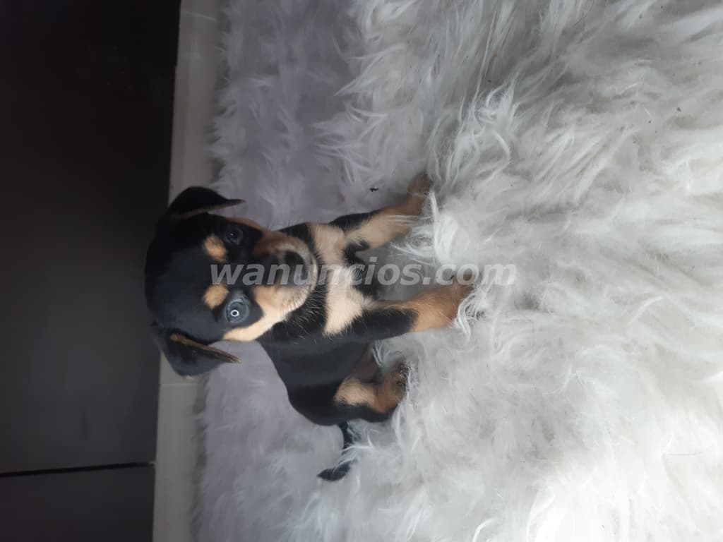 260 US$ - Chihuahuas toy Hembrita y macho entrega inmediata (Panama) 4