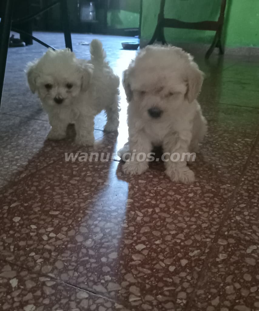 280 US$ - Vendo perritos raza poodle maltés mes y medio (San Carlos)