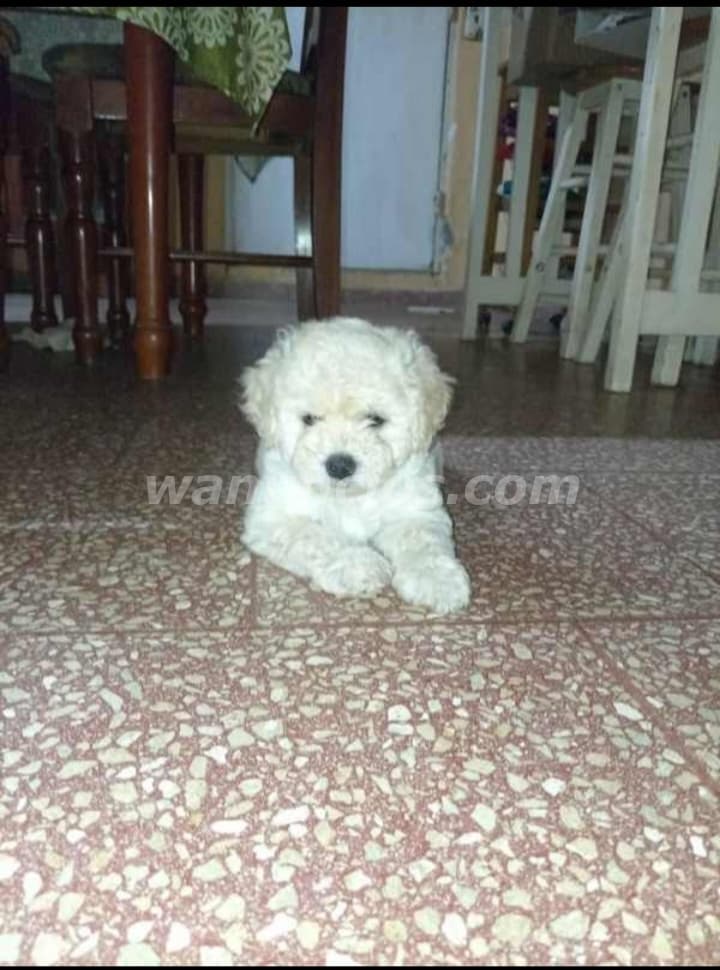 280 US$ - Vendo perritos raza poodle maltés mes y medio (San Carlos) 2