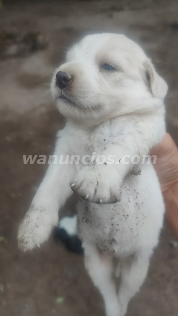 100 Soles - Cachorro Mestizo Raza Grande Blanco 1 Mes (Nazca)