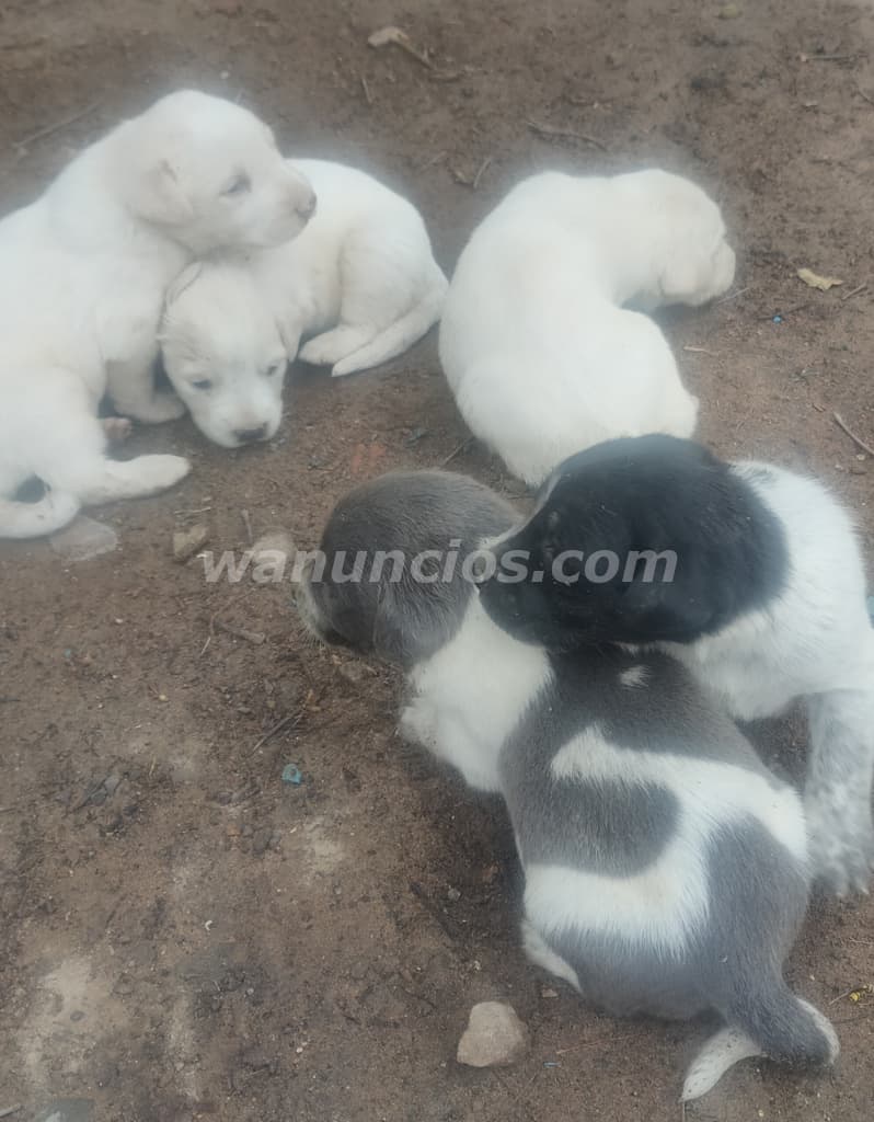 100 Soles - Cachorro Mestizo Raza Grande Blanco 1 Mes (Nazca) 2