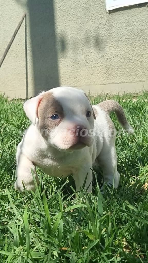 17.000.000 Pesos - Hermosos American Bully Macho by Masqueen, Olivos (Olivos)