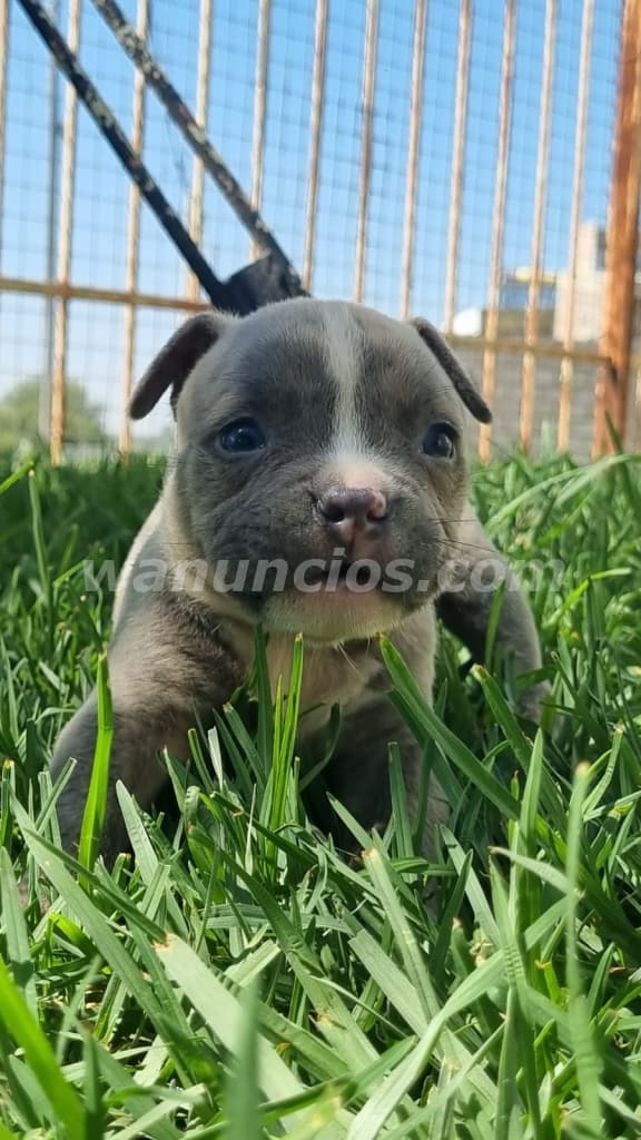 1.700.000 Pesos - Hermosas American Bully by Masqueen Recoleta (Recoleta)