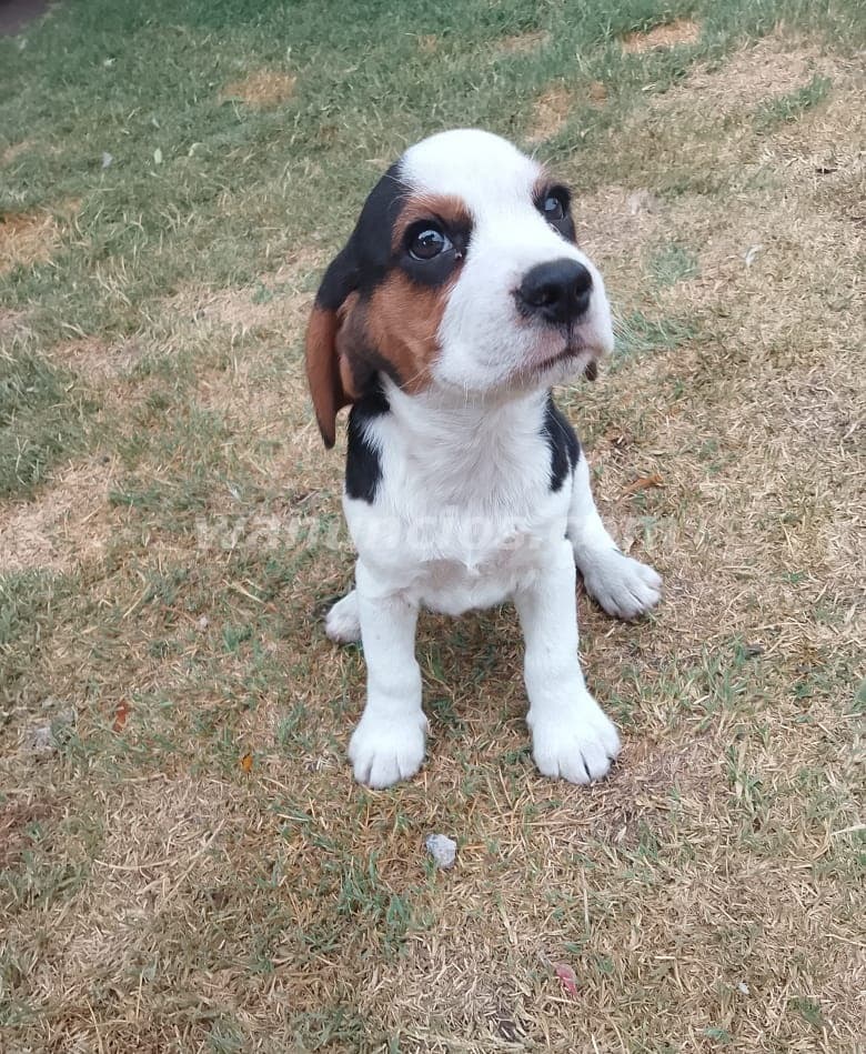 1.350.000 Pesos - Cariñosos Beagles by Masqueen Microcentro (CABA)