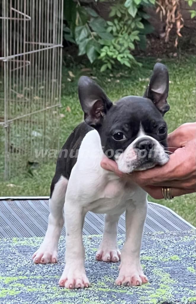 1.350.000 Pesos - Juguetones Boston Terrier by Masqueen Palermo (Microcentro)