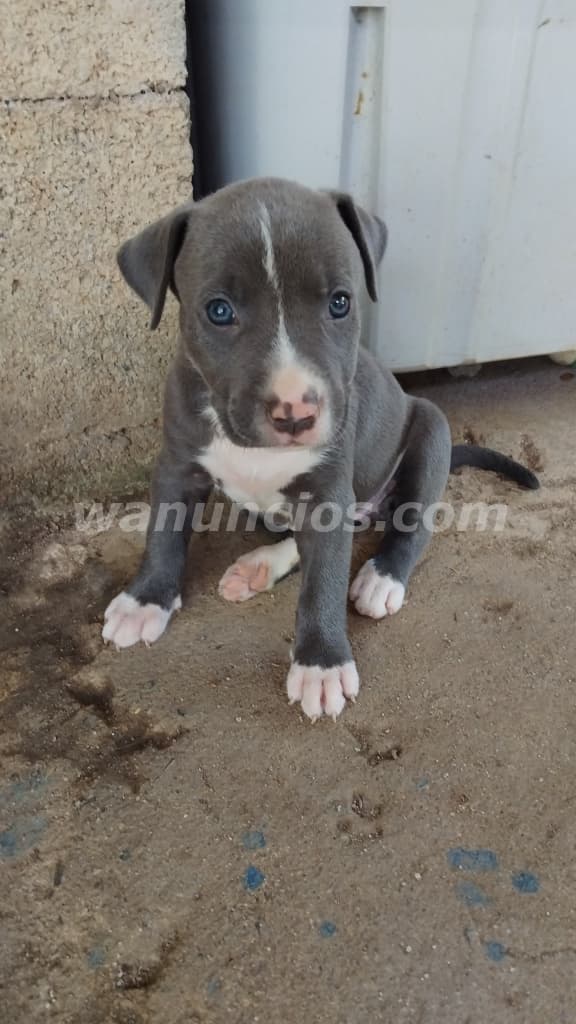 175 € - SE VENDEN HERMOSOS CACHORROS PITBULL BLUE (Anton)