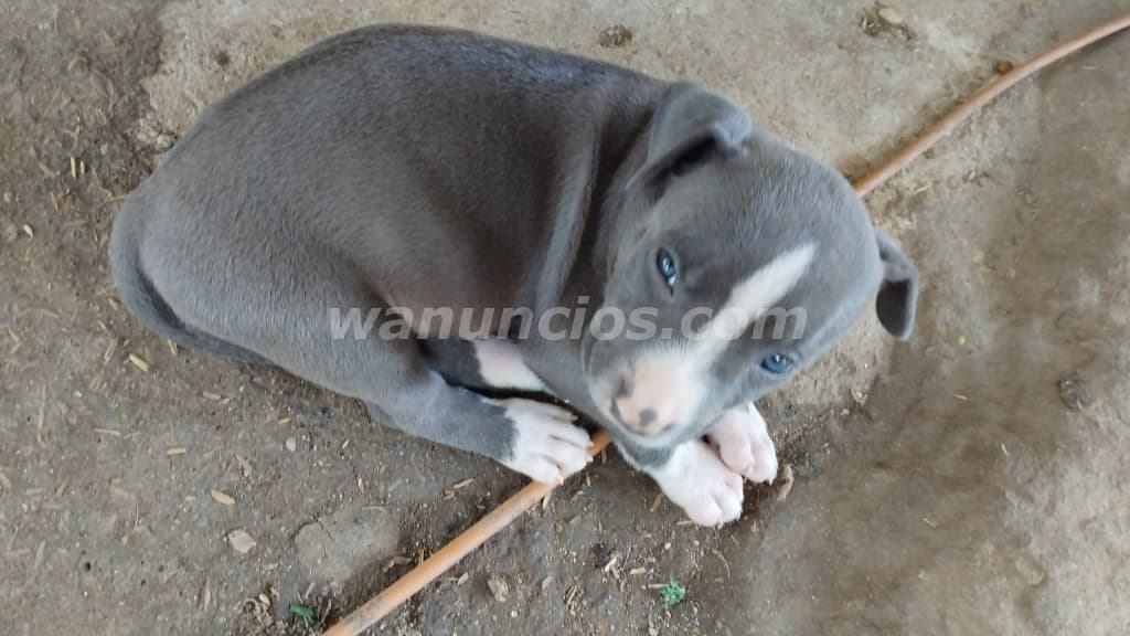175 € - SE VENDEN HERMOSOS CACHORROS PITBULL BLUE (Anton) 2
