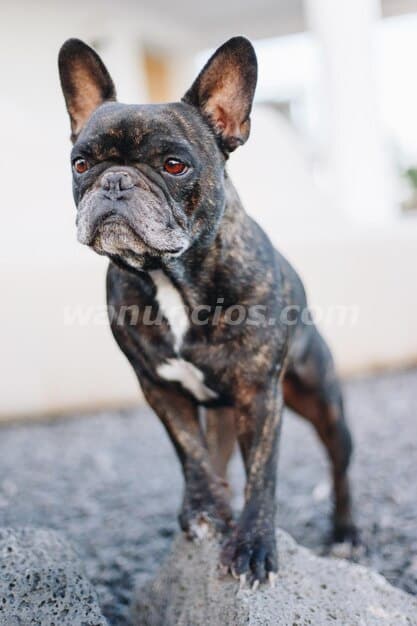 1.350.000 Pesos - Hermosos Bulldog Frances by Masqueen Belgrano (Zona Norte)