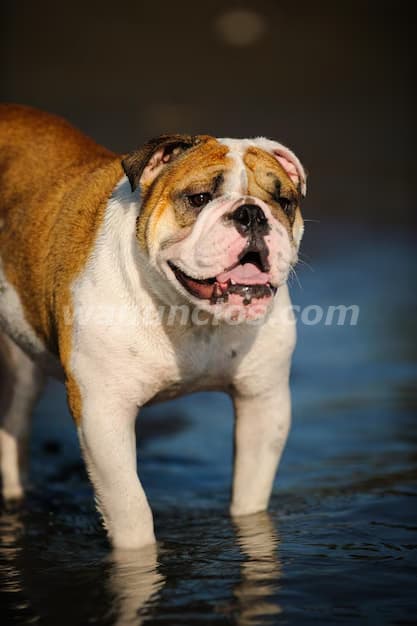 1.250.000 Pesos - Bellos Bulldog Ingles by Masqueen Microcentro. (Microcentro)