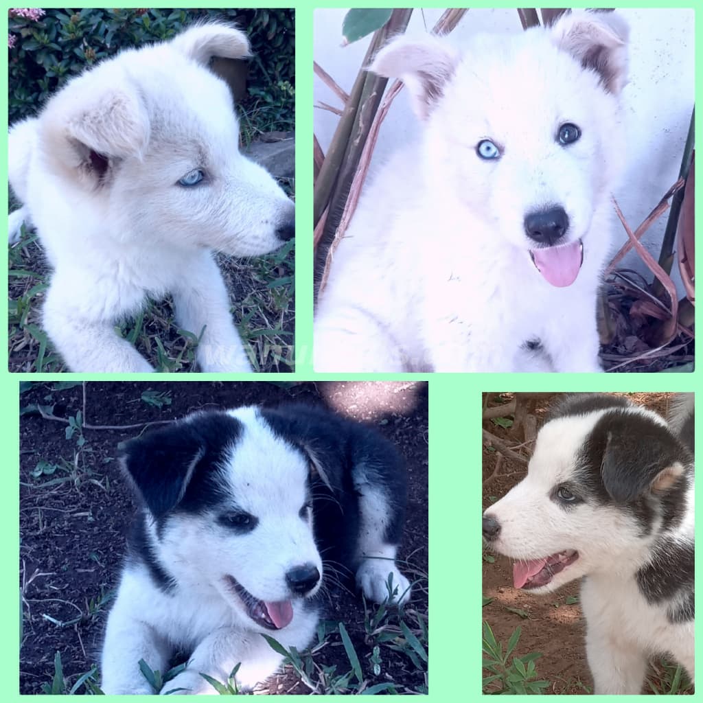 150 US$ - Lindos huskys (100%) macho pinto y hembra (blanca) (Managua ciudad)