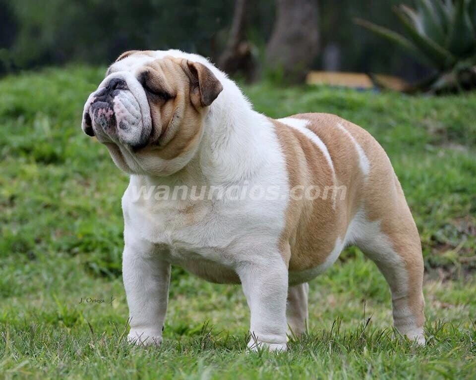 1.400.000 Pesos - Hermosos Bulldog Ingles by Masqueen Microcentro (Microcentro)