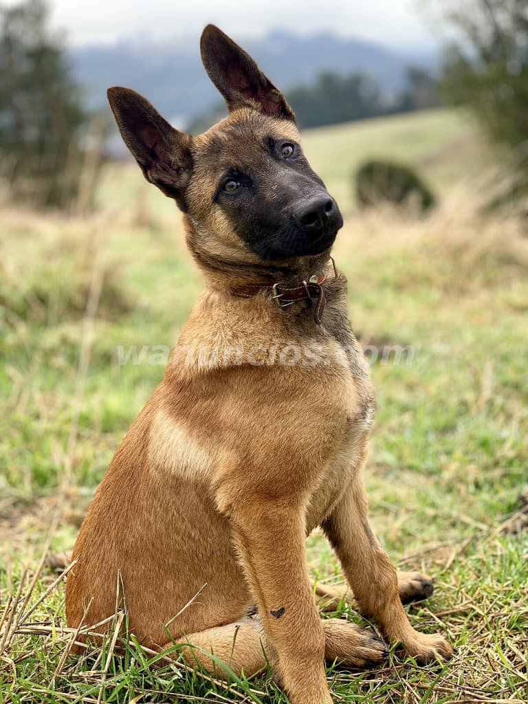2.300.000 Pesos - Cachorros Guardianes Belga Malinois by Masqueen ok. (Zona Norte.)
