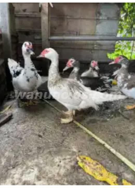 12 US$ - Venta de Patos Criollos Machos y Hembras