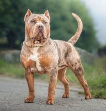 1.200.000 Pesos - American Bully para entrega inmediata by criamas (Recoleta)