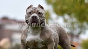 1.200.000 Pesos - American Bully para entrega inmediata by criamas (Recoleta) 2