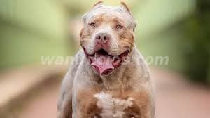1.200.000 Pesos - American Bully para entrega inmediata by criamas (Recoleta) 3