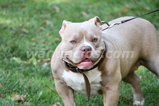 1.200.000 Pesos - American Bully para entrega inmediata by criamas (Recoleta) 4